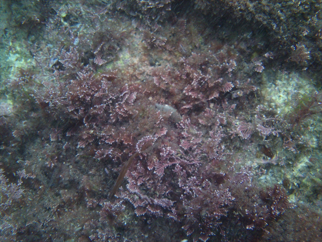 Corallina officinalis (rdeče alge)